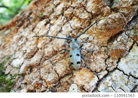 Morimus funereus is a species of beetle in family Cerambycidae or subspecies of Morimus asper. Beautiful thick gray beetle with long whiskers on brown oak bark. Fruska Gora, Serbia, Balkans. 110091563