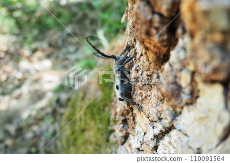 Morimus funereus is a species of beetle in family Cerambycidae or subspecies of Morimus asper. Beautiful thick gray beetle with long whiskers on brown oak bark. Fruska Gora, Serbia, Balkans. Morimus funereus is a species of beetle in family Cerambycidae or subspecies of Morimus asper. Beautiful thick gray beetle with long whiskers on brown oak bark. Fruska Gora, Serbia, Balkans. 110091564