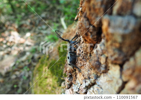 Morimus funereus is a species of beetle in family Cerambycidae or subspecies of Morimus asper. Beautiful thick gray beetle with long whiskers on brown oak bark. Fruska Gora, Serbia, Balkans. 110091567