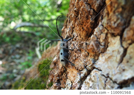 Morimus funereus is a species of beetle in family Cerambycidae or subspecies of Morimus asper. Beautiful thick gray beetle with long whiskers on brown oak bark. Fruska Gora, Serbia, Balkans. 110091568