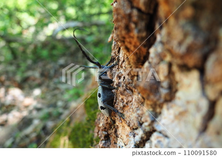 Morimus funereus is a species of beetle in family Cerambycidae or subspecies of Morimus asper. Beautiful thick gray beetle with long whiskers on brown oak bark. Fruska Gora, Serbia, Balkans. 110091580