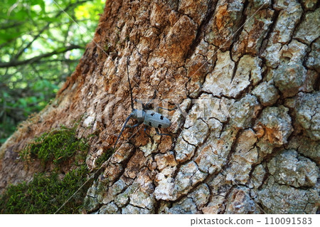 Morimus funereus is a species of beetle in family Cerambycidae or subspecies of Morimus asper. Beautiful thick gray beetle with long whiskers on brown oak bark. Fruska Gora, Serbia, Balkans. Morimus funereus is a species of beetle in family Cerambycidae or subspecies of Morimus asper. Beautiful thick gray beetle with long whiskers on brown oak bark. Fruska Gora, Serbia, Balkans. 110091583