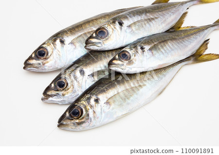 竹莢魚(超新鮮) 竹莢魚(超新鮮) 110091891