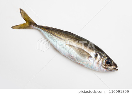 竹莢魚（超新鮮） 110091899