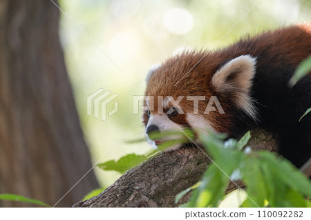 A red panda relaxing on a tree A red panda relaxing on a tree 110092282
