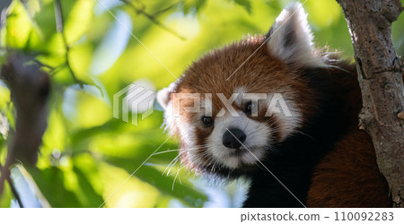 A red panda relaxing on a tree A red panda relaxing on a tree 110092283