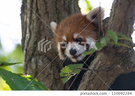 A red panda relaxing on a tree A red panda relaxing on a tree 110092284