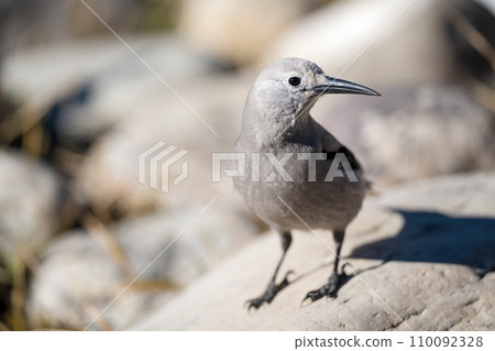 Clark's Nutcracker (Nucifraga columbiana) rest on a rock. Banff National Park, Alberta, Canada. 110092328