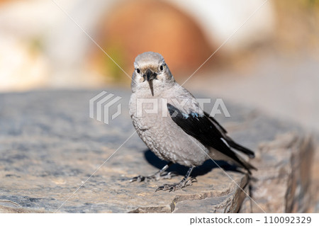 Clark's Nutcracker (Nucifraga columbiana) rest on a rock. Banff National Park, Alberta, Canada. 110092329