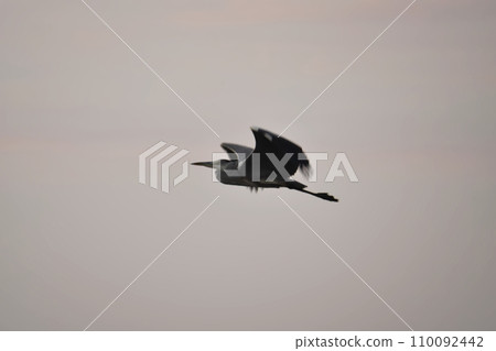 A huge heron flapping its wings A huge heron flapping its wings 110092442