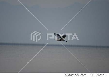 大蒼鷺在天上飛翔 大蒼鷺在天上飛翔 110092448