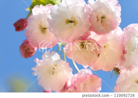 Shogetsu, Yaesaki cherry blossoms, pink, blue sky background, close-up 110092726