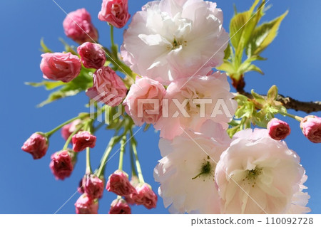 Shogetsu, Yaesaki cherry blossoms, pink, blue sky background, close-up 110092728