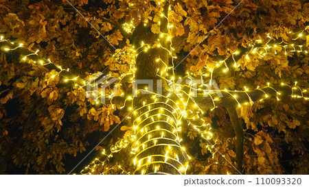 Golden yellow garlands are hung on the oak tree. Trunk and crown with dry oak leaves. Leaves sway in the wind. Christmas and New Year's decoration of city streets with illumination. Night city decor. Golden yellow garlands are hung on the oak tree. Trunk and crown with dry oak leaves. Leaves sway in the wind. Christmas and New Year's decoration of city streets with illumination. Night city decor. 110093320