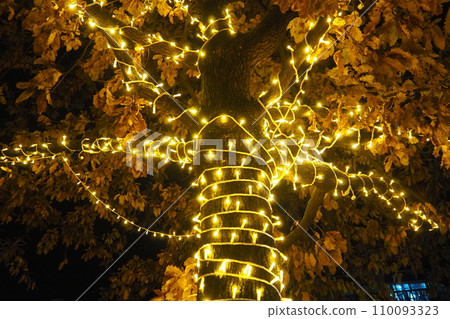 Golden yellow garlands are hung on the oak tree. Trunk and crown with dry oak leaves. Leaves sway in the wind. Christmas and New Year's decoration of city streets with illumination. Night city decor. Golden yellow garlands are hung on the oak tree. Trunk and crown with dry oak leaves. Leaves sway in the wind. Christmas and New Year's decoration of city streets with illumination. Night city decor. 110093323