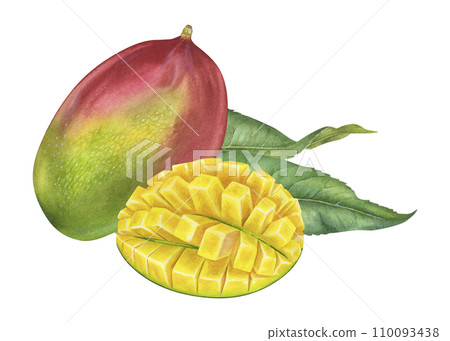 Mango Watercolor botanical illustration. Hand drawn on isolated white background. Painting of tropical exotic Fruit. Drawing of pitaya with leaves. Summer food print Mango Watercolor botanical illustration. Hand drawn on isolated white background. Painting of tropical exotic Fruit. Drawing of pitaya with leaves. Summer food print 110093438