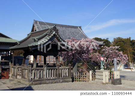 西新井大師/總持寺:梶井和冷櫻花(東京都足立區) 西新井大師/總持寺:梶井和冷櫻花(東京都足立區) 110093444
