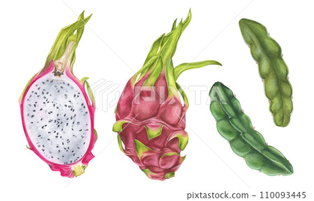Dragon Fruit Set. Watercolor botanical illustration. Hand drawn on isolated white background. Painting of tropical exotic food. Drawing of pitaya with leaves Dragon Fruit Set. Watercolor botanical illustration. Hand drawn on isolated white background. Painting of tropical exotic food. Drawing of pitaya with leaves 110093445
