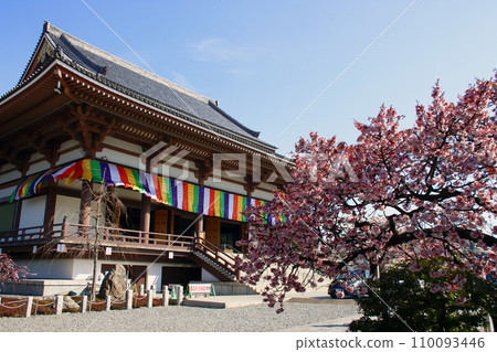 The main hall and cold cherry blossoms of Nishiarai Daishi and Sojiji Temple (Adachi Ward, Tokyo) The main hall and cold cherry blossoms of Nishiarai Daishi and Sojiji Temple (Adachi Ward, Tokyo) 110093446