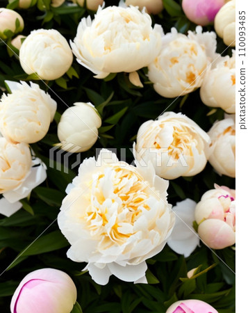 Beautiful cream colored and white peony flowers close up. Peony is a genus of herbaceous perennials and deciduous shrubs, tree-like peony. Peony family Paeoniaceae. Fragrant bouquet. Generated by AI. Beautiful cream colored and white peony flowers close up. Peony is a genus of herbaceous perennials and deciduous shrubs, tree-like peony. Peony family Paeoniaceae. Fragrant bouquet. Generated by AI. 110093485