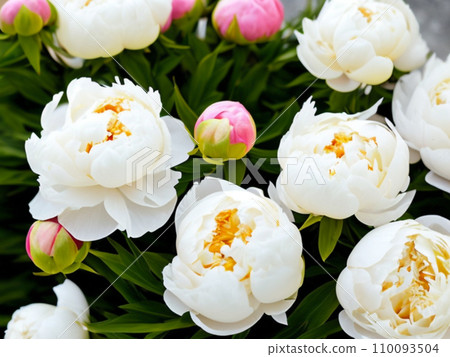 Beautiful cream colored and white peony flowers close up. Peony is a genus of herbaceous perennials and deciduous shrubs, tree-like peony. Peony family Paeoniaceae. Fragrant bouquet. Generated by AI. Beautiful cream colored and white peony flowers close up. Peony is a genus of herbaceous perennials and deciduous shrubs, tree-like peony. Peony family Paeoniaceae. Fragrant bouquet. Generated by AI. 110093504