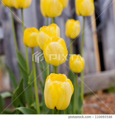 tulip Tulipa, bulbous herbs in the lily family Liliaceae. Tulips, garden flowers, cultivars and varieties have been developed. Flowers yellow delicate. Beautiful buds. Landscaping, flowerbed. tulip Tulipa, bulbous herbs in the lily family Liliaceae. Tulips, garden flowers, cultivars and varieties have been developed. Flowers yellow delicate. Beautiful buds. Landscaping, flowerbed. 110093586