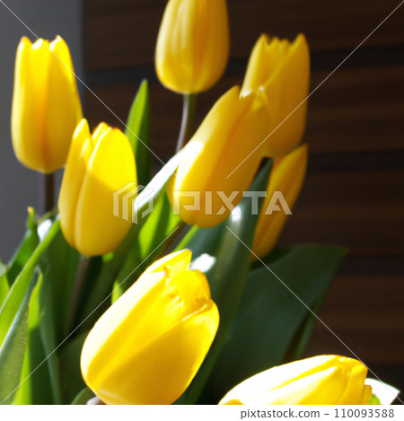 tulip Tulipa, bulbous herbs in the lily family Liliaceae. Tulips, garden flowers, cultivars and varieties have been developed. Flowers yellow delicate. Beautiful buds. Landscaping, flowerbed. 110093588