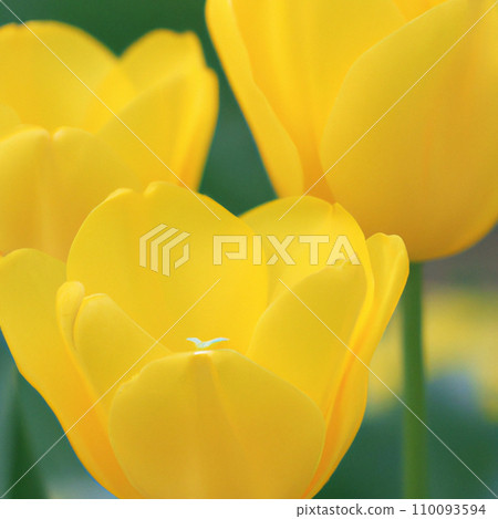 tulip Tulipa, bulbous herbs in the lily family Liliaceae. Tulips, garden flowers, cultivars and varieties have been developed. Flowers yellow delicate. Beautiful buds. Landscaping, flowerbed. tulip Tulipa, bulbous herbs in the lily family Liliaceae. Tulips, garden flowers, cultivars and varieties have been developed. Flowers yellow delicate. Beautiful buds. Landscaping, flowerbed. 110093594