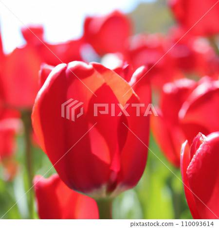 tulip Tulipa bulbous herbs in lily family Liliaceae. Tulips, garden flowers, cultivars and varieties. Flowers delicate bright reddish red color. Beautiful buds. Landscaping. Variety hybrids. tulip Tulipa bulbous herbs in lily family Liliaceae. Tulips, garden flowers, cultivars and varieties. Flowers delicate bright reddish red color. Beautiful buds. Landscaping. Variety hybrids. 110093614