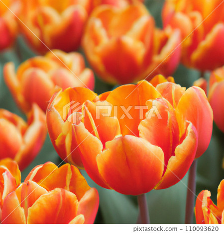 tulip Tulipa, bulbous herbs in the lily family Liliaceae. Tulips, garden flowers, cultivars and varieties. Flowers delicate red orange yellow. Beautiful buds. Landscaping and flowerbed. tulip Tulipa, bulbous herbs in the lily family Liliaceae. Tulips, garden flowers, cultivars and varieties. Flowers delicate red orange yellow. Beautiful buds. Landscaping and flowerbed. 110093620