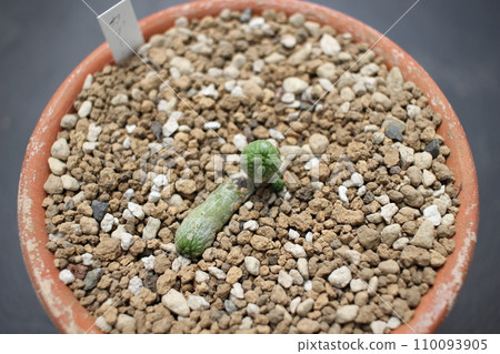 Succulents Captovipelae Pseudritus Captovipelae 110093905