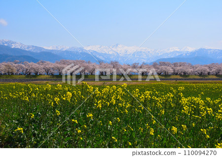 Spring Asahi Funagawa 110094270