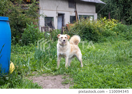 Cheerful white dog is running on grass closeup Cheerful white dog is running on grass closeup 110094345