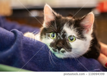 Black fluffy kitten with yellow eyes closeup 110094399
