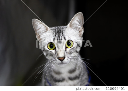 Kitten Egyptian mau portrait closeup at home Kitten Egyptian mau portrait closeup at home 110094401