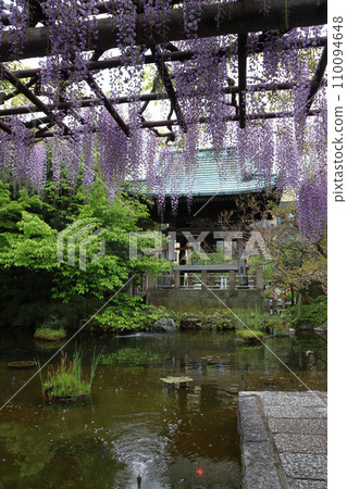 西新井大師和總持寺的鐘樓和紫藤架(東京都足立區) 西新井大師和總持寺的鐘樓和紫藤架(東京都足立區) 110094648