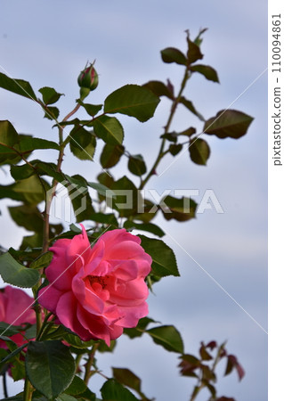 Rose shining in the blue sky Rose shining in the blue sky 110094861