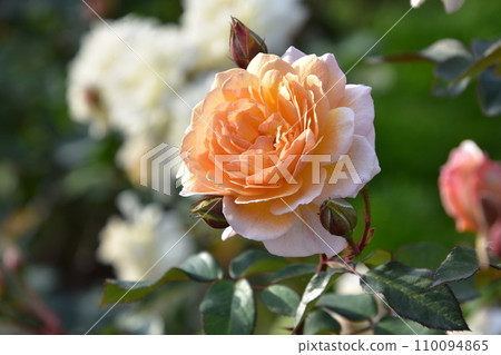 Beautiful Rose 110094865