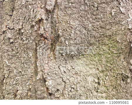 cracked bark background material 110095081
