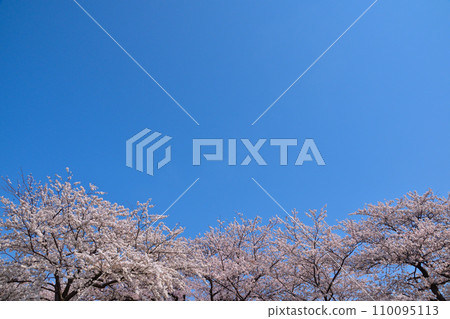 Blue sky, cherry blossom trees Blue sky, cherry blossom trees 110095113