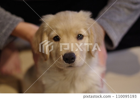 Golden retriever puppy looking cutely at me Golden retriever puppy looking cutely at me 110095193