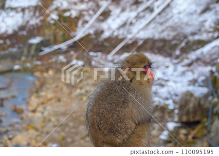Gaze [Jigokudani Monkey Park] 110095195