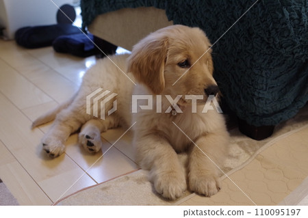 Golden retriever puppy staring into the distance, thick short legs Golden retriever puppy staring into the distance, thick short legs 110095197