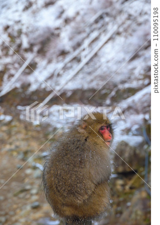 凝視【地獄谷雪猴公園】 凝視【地獄谷雪猴公園】 110095198