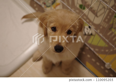 Golden retriever puppy sitting and looking up at me Golden retriever puppy sitting and looking up at me 110095203