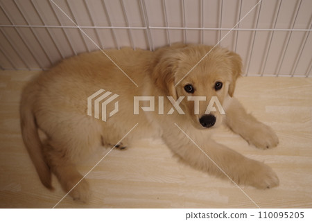 Golden retriever puppy lying down and looking at me Golden retriever puppy lying down and looking at me 110095205