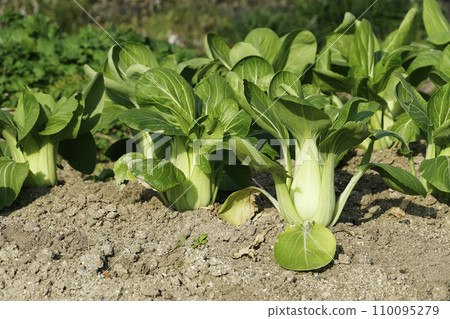 Vegetable bok choy grown in the winter field in December 110095279