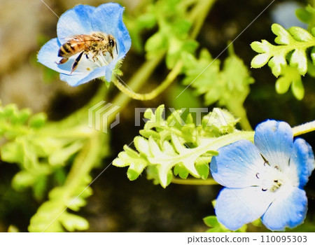 A bee that flew to a nemophila flower in spring 2 A bee that flew to a nemophila flower in spring 2 110095303