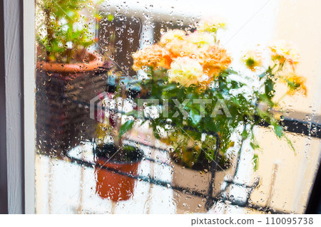 Rose bush in a flower pot on balkon during the rain Rose bush in a flower pot on balkon during the rain 110095738
