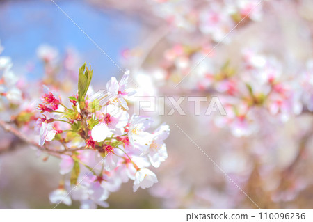 [Aichi Prefecture] The moat and cherry blossoms of Nagoya Castle, Nagoya City 110096236